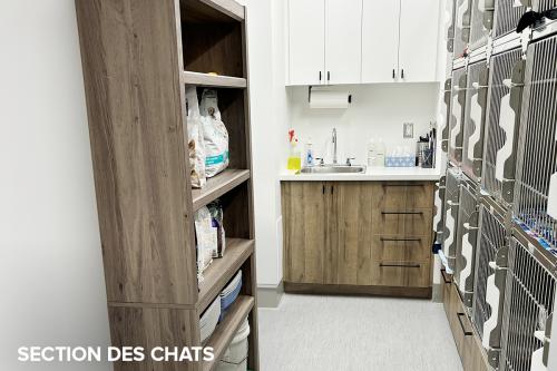 Section-des-chats-a