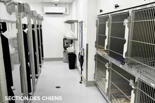 Section-des-chiens-a